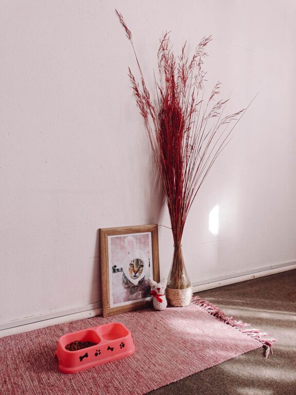 How to Set Up a Cozy and Functional Pet-Friendly Home Corner