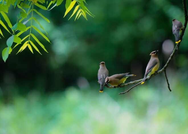 Beginner Tips for Backyard Birdwatching: A Simple Guide to Get Started